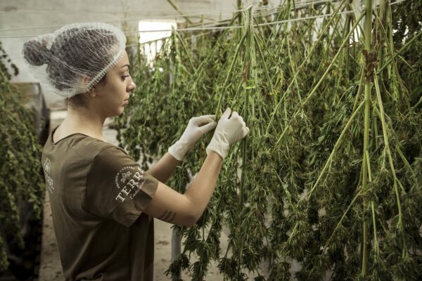 Was ist CBD?